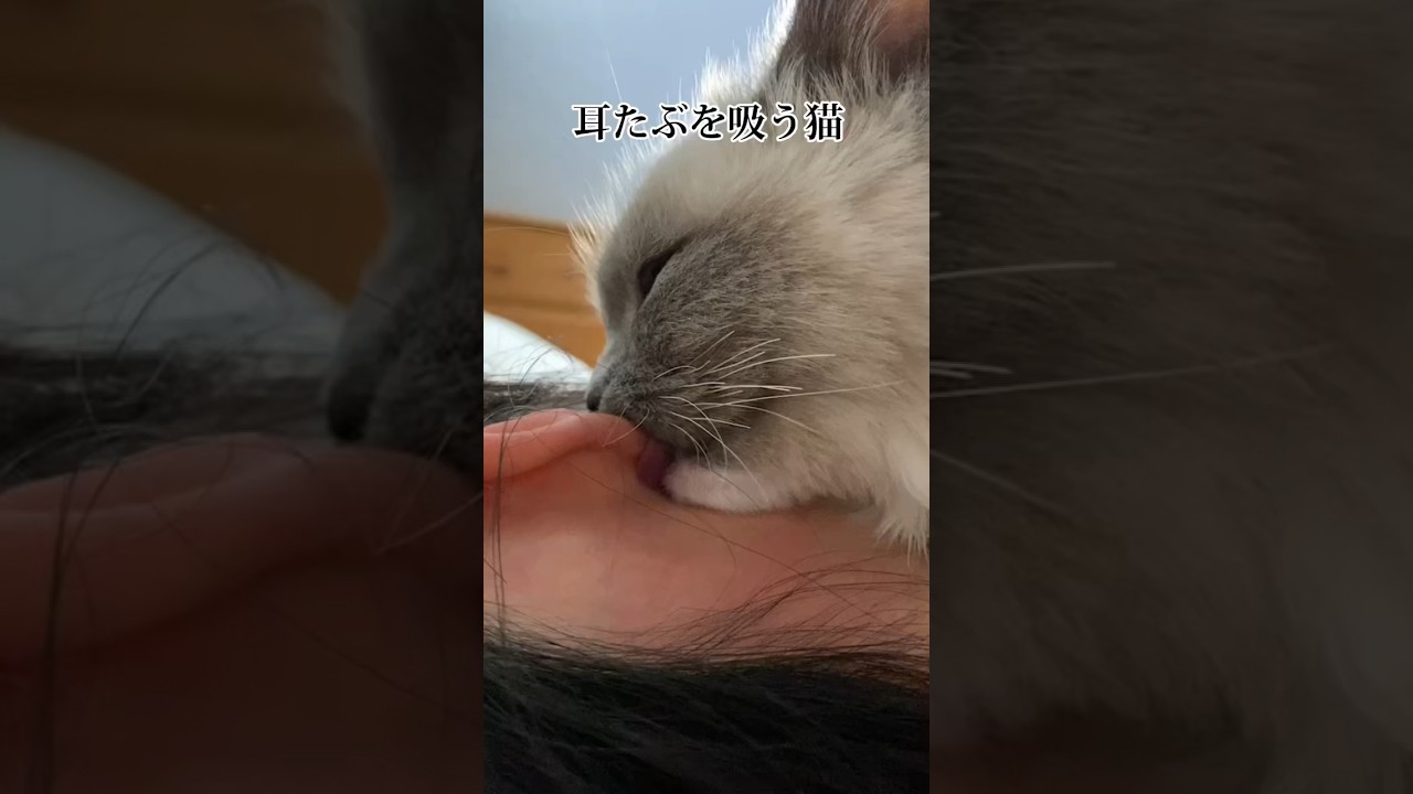 【やめて…耳たぶを吸う猫】#ねこ #猫 #猫動画 #ラグドール #ラグドール男の子 #ragdollcat #cat #甘えん坊の猫 #限界 #対処法