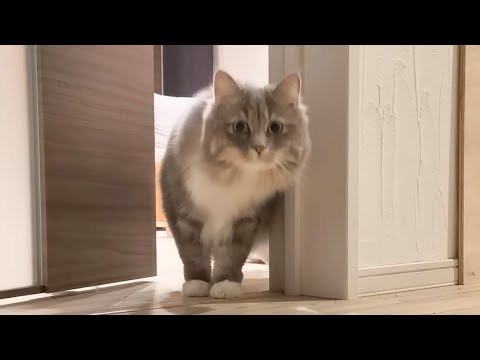 ウチの猫がチューチュートレインしてました【サイベリアンのラフィ】#shorts