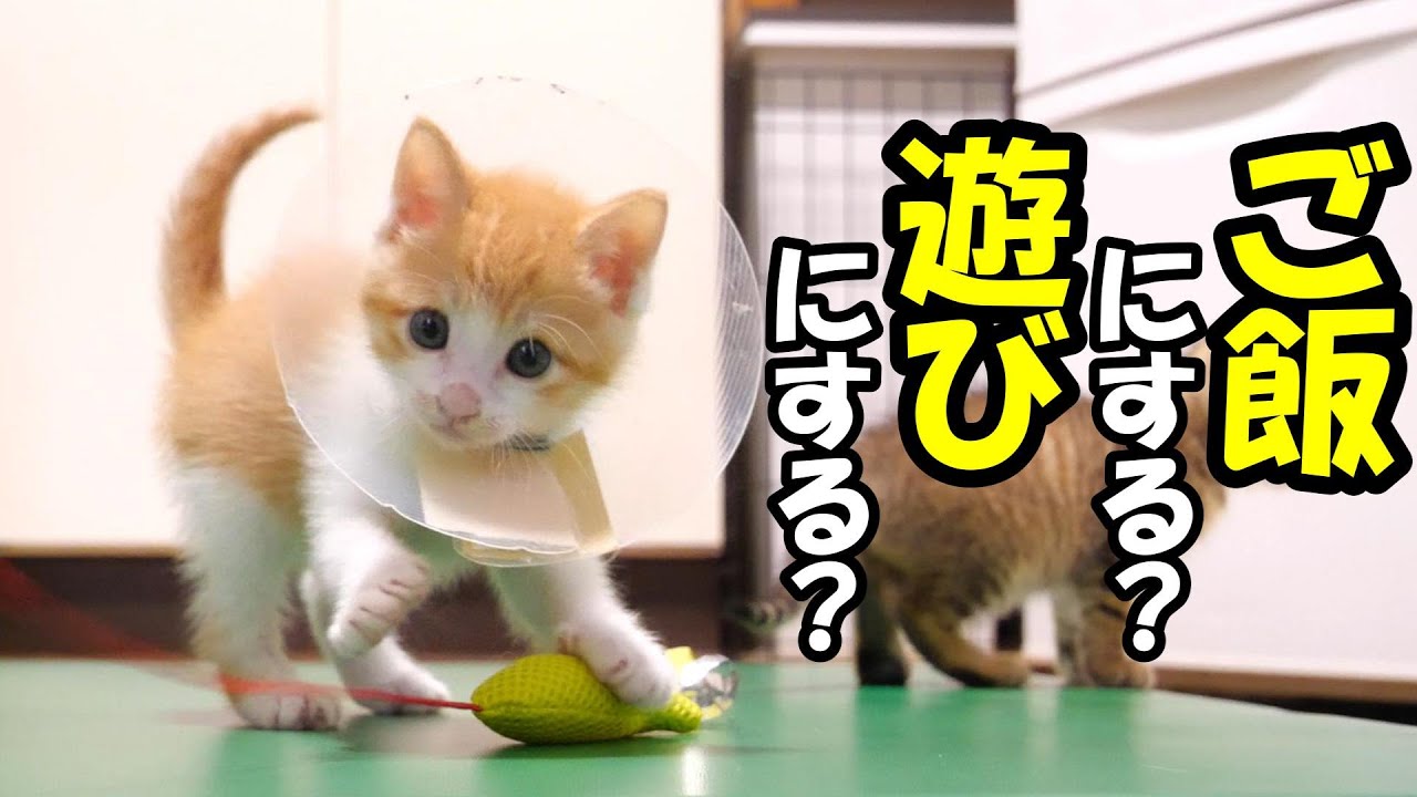 ふたりボッチの子猫にとって究極の選択をせまられる　？ご飯にする？それとも遊ぶ？【赤ちゃん猫　保護猫】