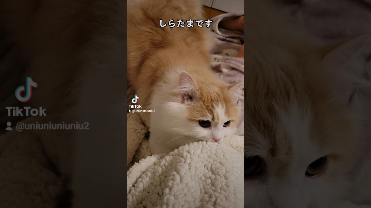 楽してふみふみしようとする子猫 #ラガマフィン #猫動画 #cat #子猫 #shorts #supercell