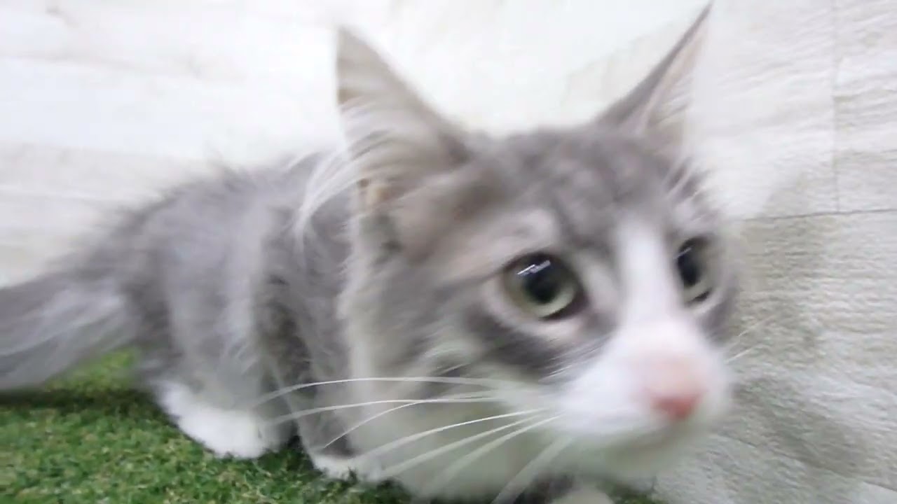 Coo&RIKU　No00627327 ノルウェージャン・フォレストキャット