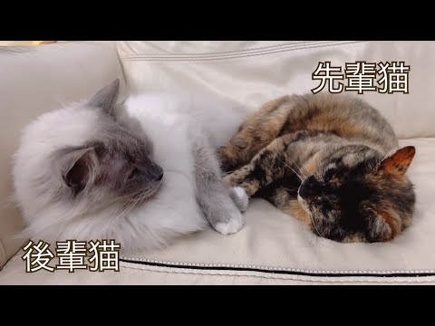 先輩猫と後輩猫が急接近・・・このあと予想外なことが起きました・・。【保護猫ラグドール】