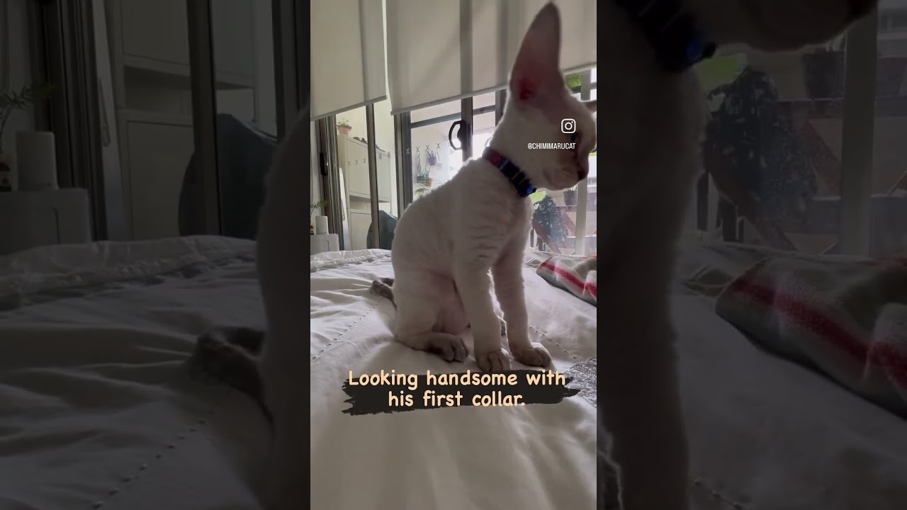 Chimimaru put on his first collar 😺#cat#devonrex #kitten #デボンレックス#子猫#shorts