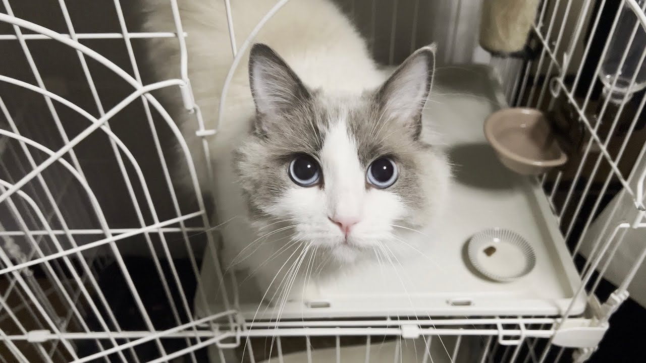ケージで一晩過ごしたラグドール猫と対面したら鳴き声が可愛すぎました。