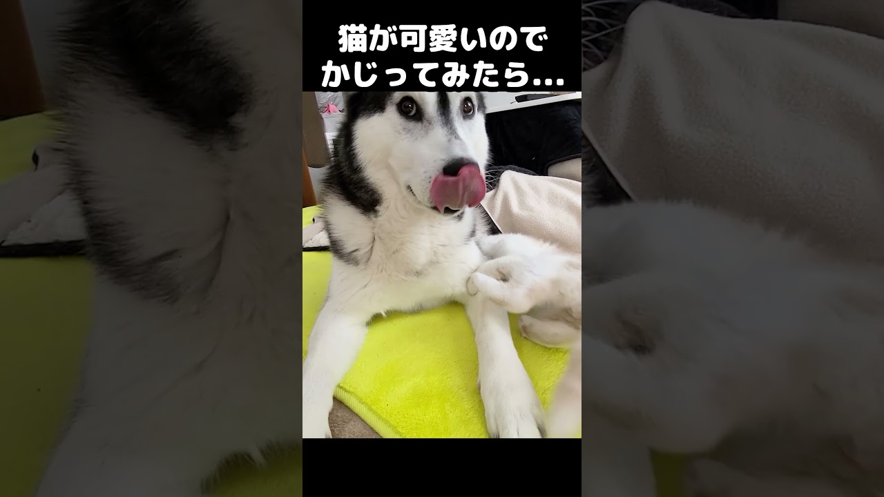 猫が可愛いのでかじってみたらこうなった...#猫 #shorts
