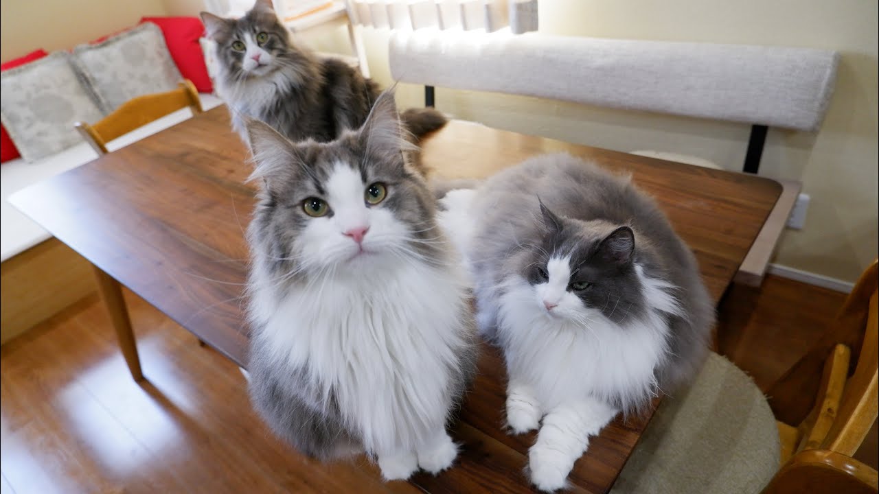 【癒し✨】ノルウェージャンフォレストキャットの可愛すぎる日常❤️