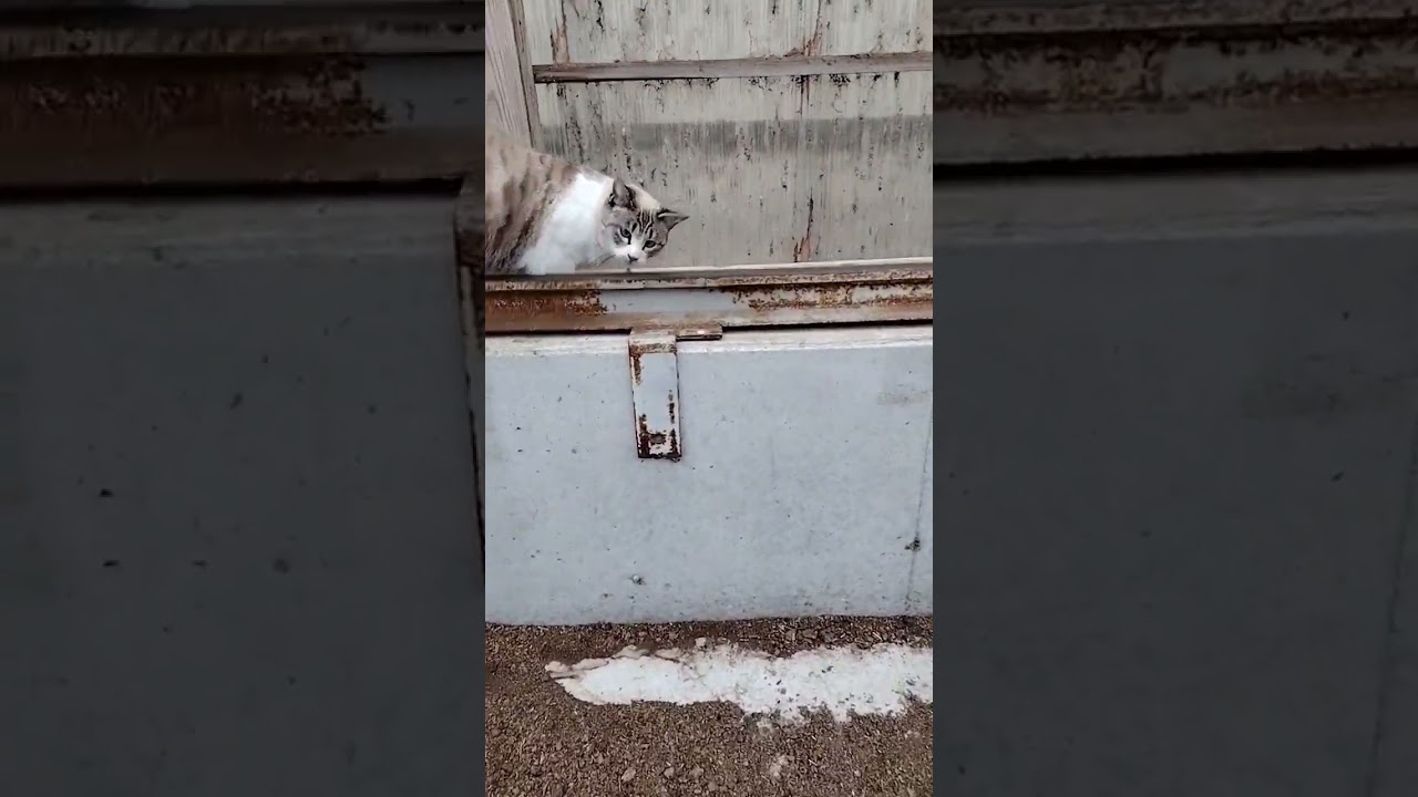 【ぽい】 #猫動画 #シャム猫ミックス #short