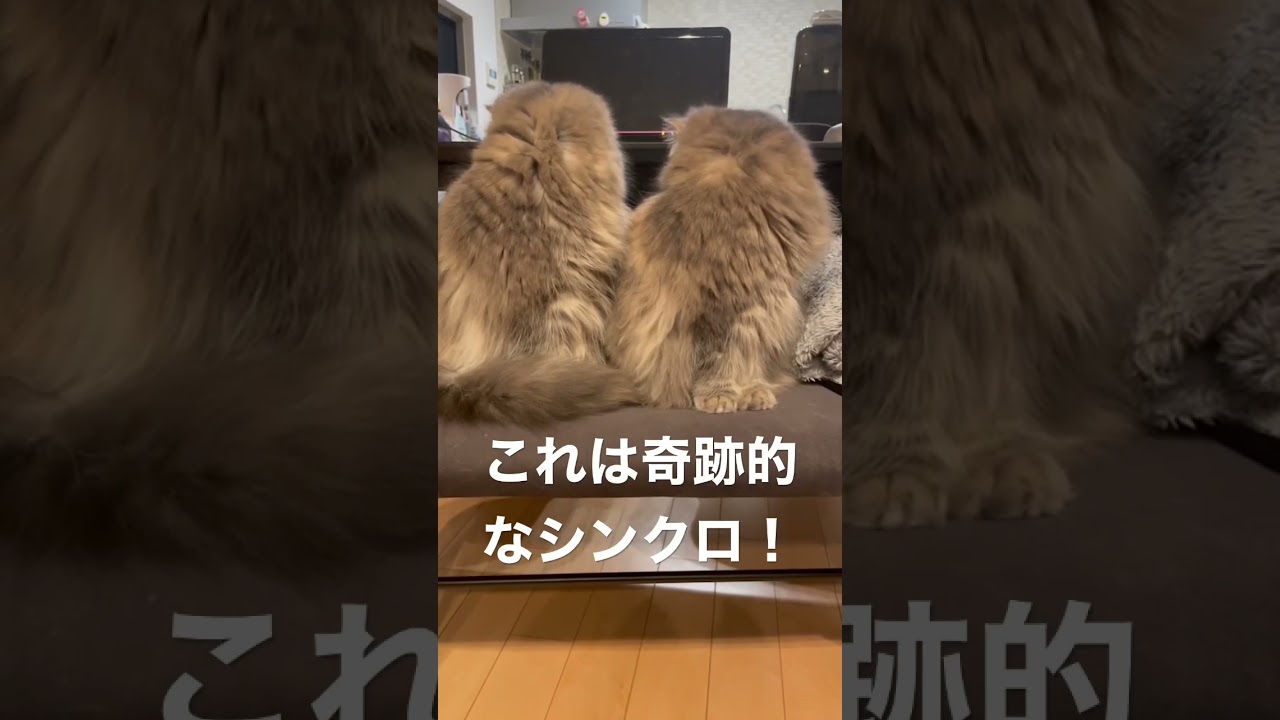 シンクロ率75%くらいのラガマフィン姉妹　#ラガマフィン #猫のいる暮らし #子猫動画