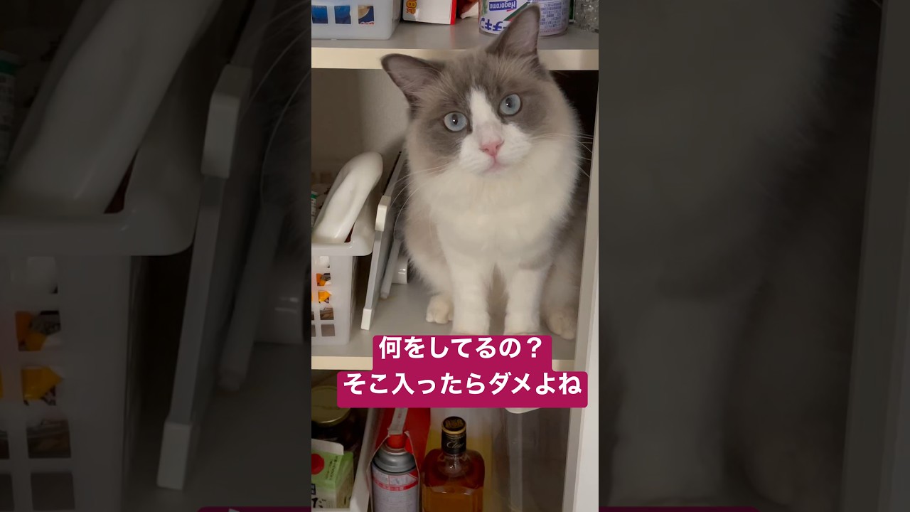 可愛過ぎて怒れるわけがない😂 #cat #ragdoll #ラグドール #猫 #shorts