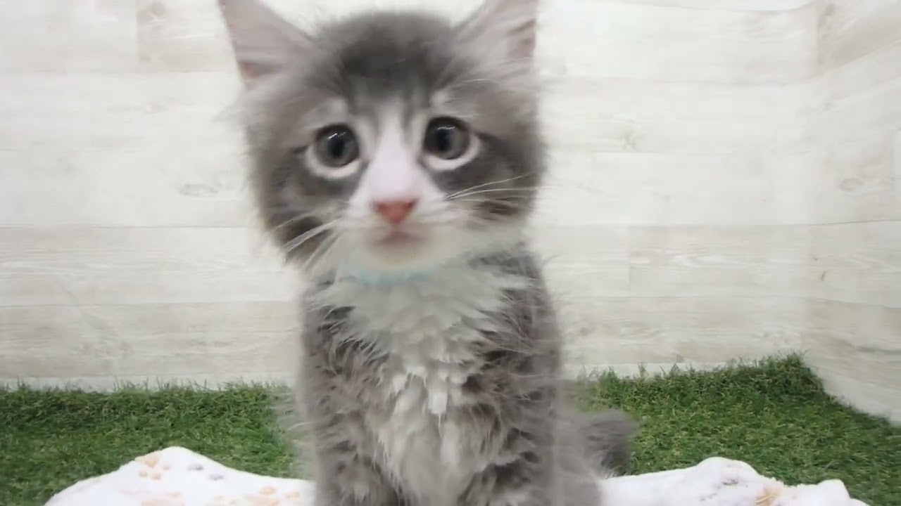 Coo&RIKU　No00634061 ノルウェージャン・フォレストキャット