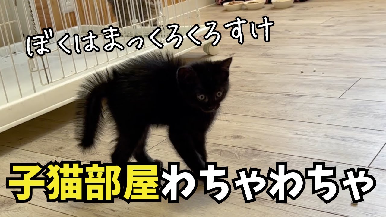 【子猫べやのわちゃわちゃな様子】みんなが毛を逆立てて笑う