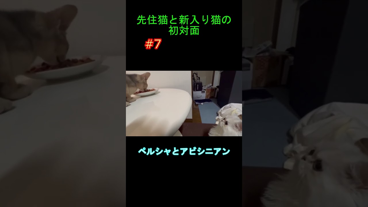 先住猫と新入り猫の初対面 #7 ペルシャとアビシニアン Persian cat & Abyssinian