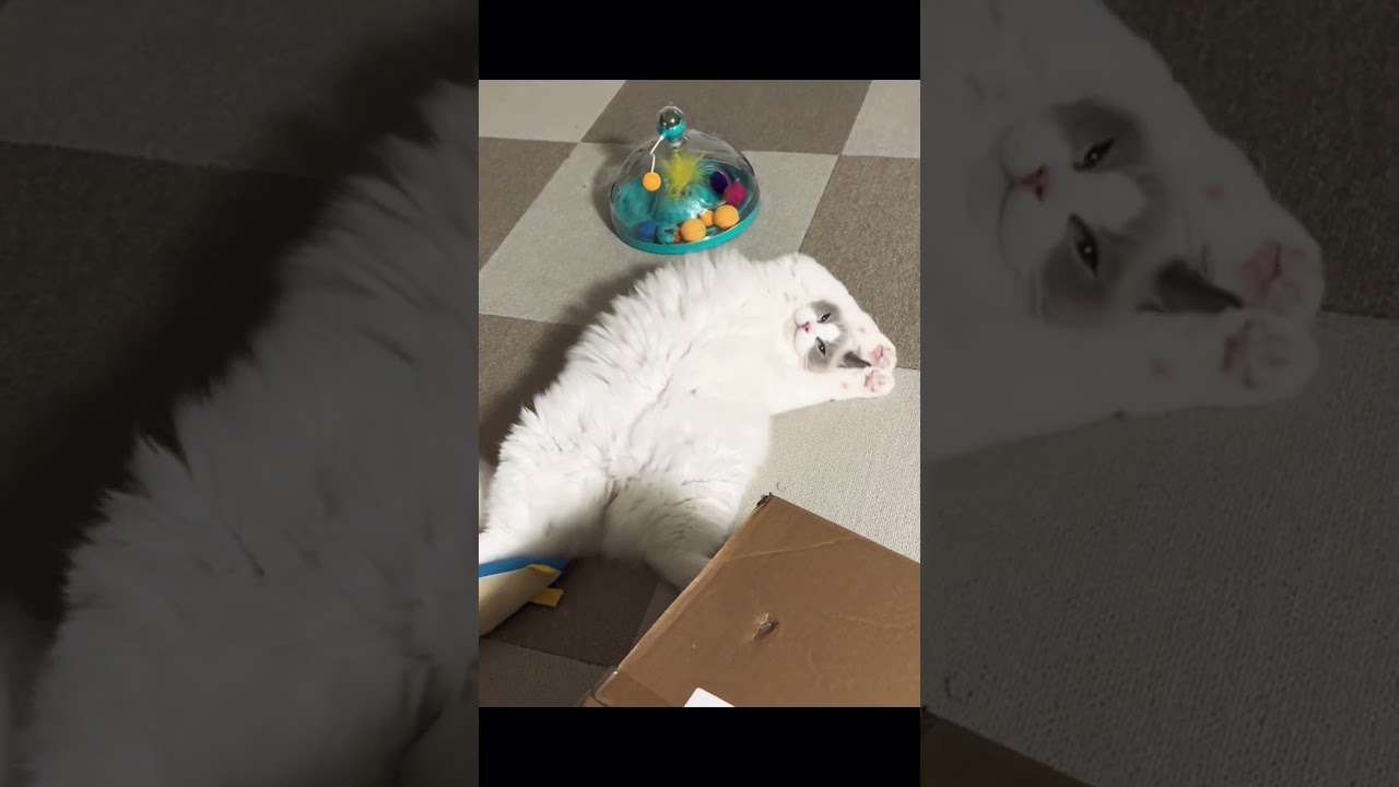 我が家のラグドールの子猫のくつろぎ方がやばい！#ラグドール #shorts