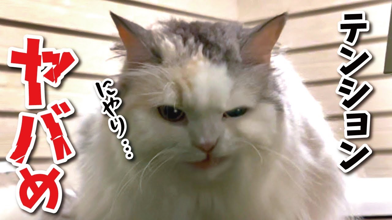 深夜3時にヤバい猫が家の外をうろついてました【関西弁でしゃべる猫】