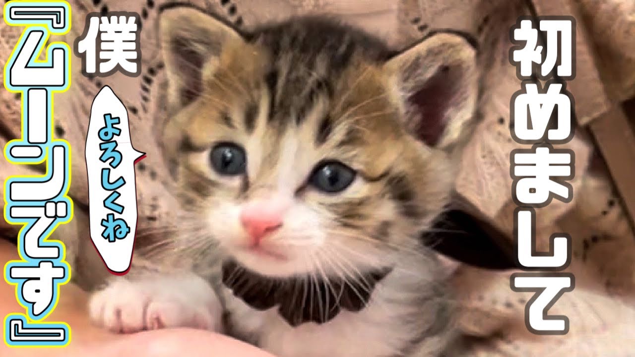 【保護猫】子猫が新しく家族になりました！