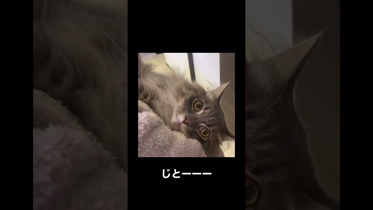 抱っこされて飼い主を見つめる猫様 #ねこ動画 #サイベリアン #cat