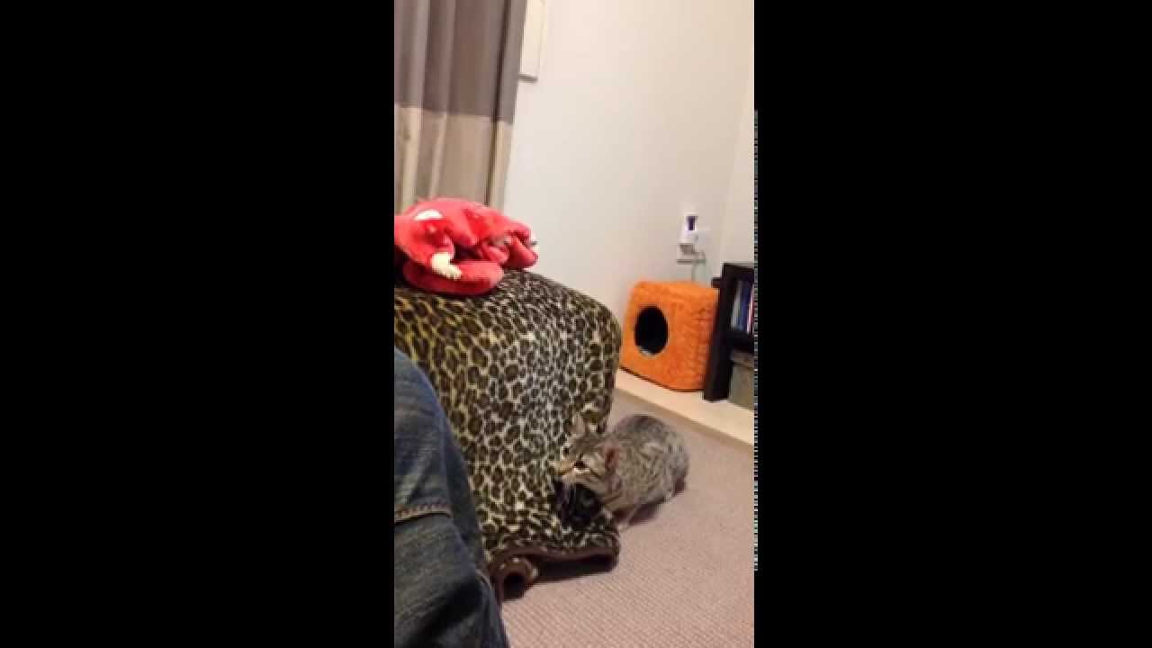 遊びたいけど遊びにこないエジプシャンマウ Part2（DGC家）