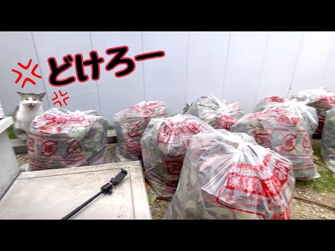ゴミ山になった庭に住み着いた野良猫が怒っております