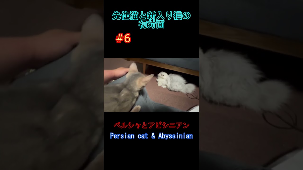 先住猫と新入り猫の初対面 #6 ペルシャとアビシニアン Persian cat & Abyssinian