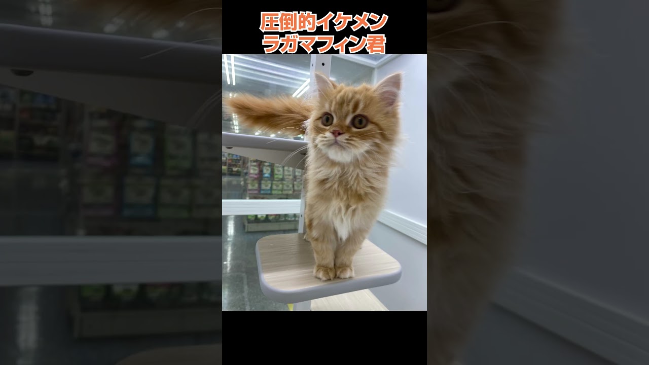 かわいい猫紹介 圧倒的イケメンのラガマフィン君😺【横浜ペットショップ ベルドック】#shorts #猫動画 #猫のいる暮らし