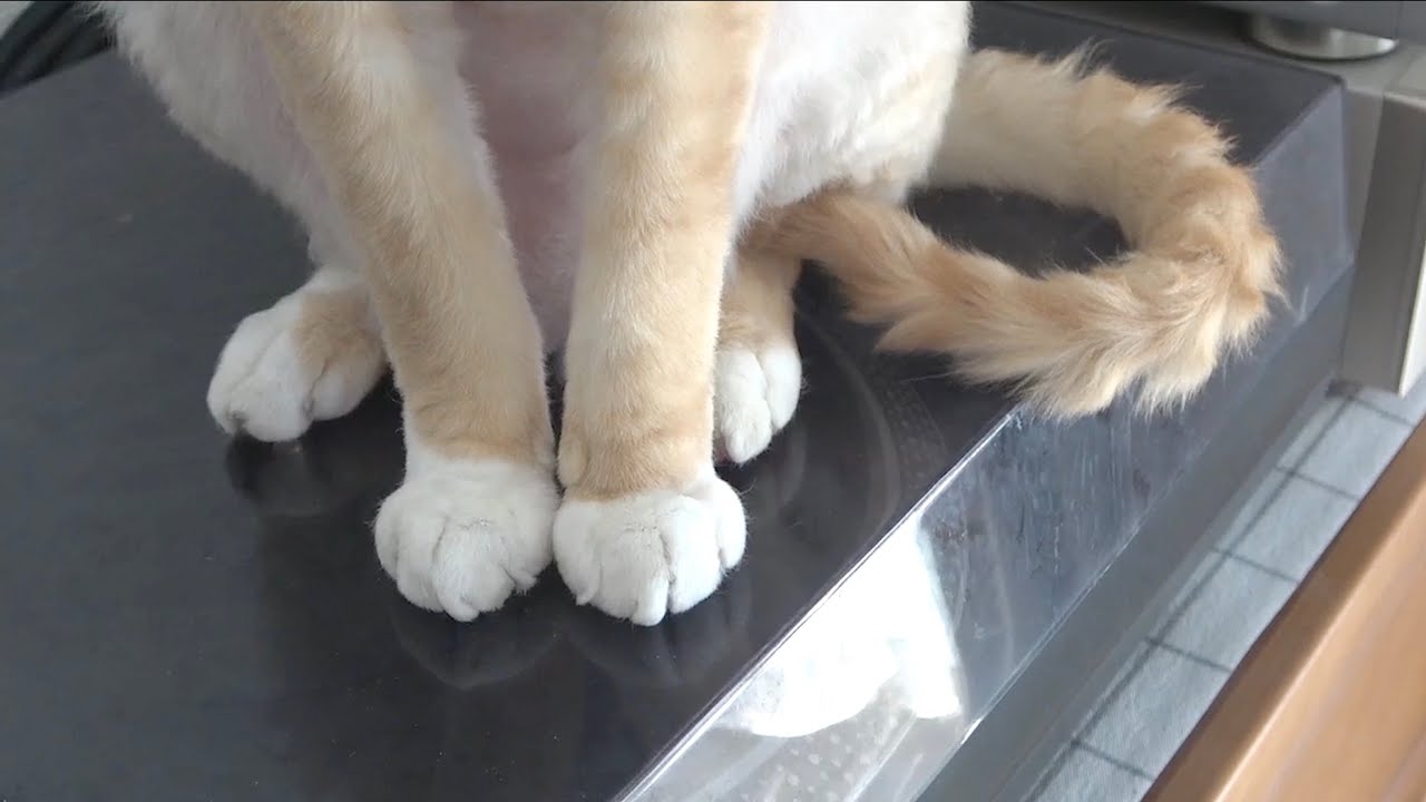 綺麗好きなデボンレックス猫兄(Devon Rex cat is a cleanly cat)