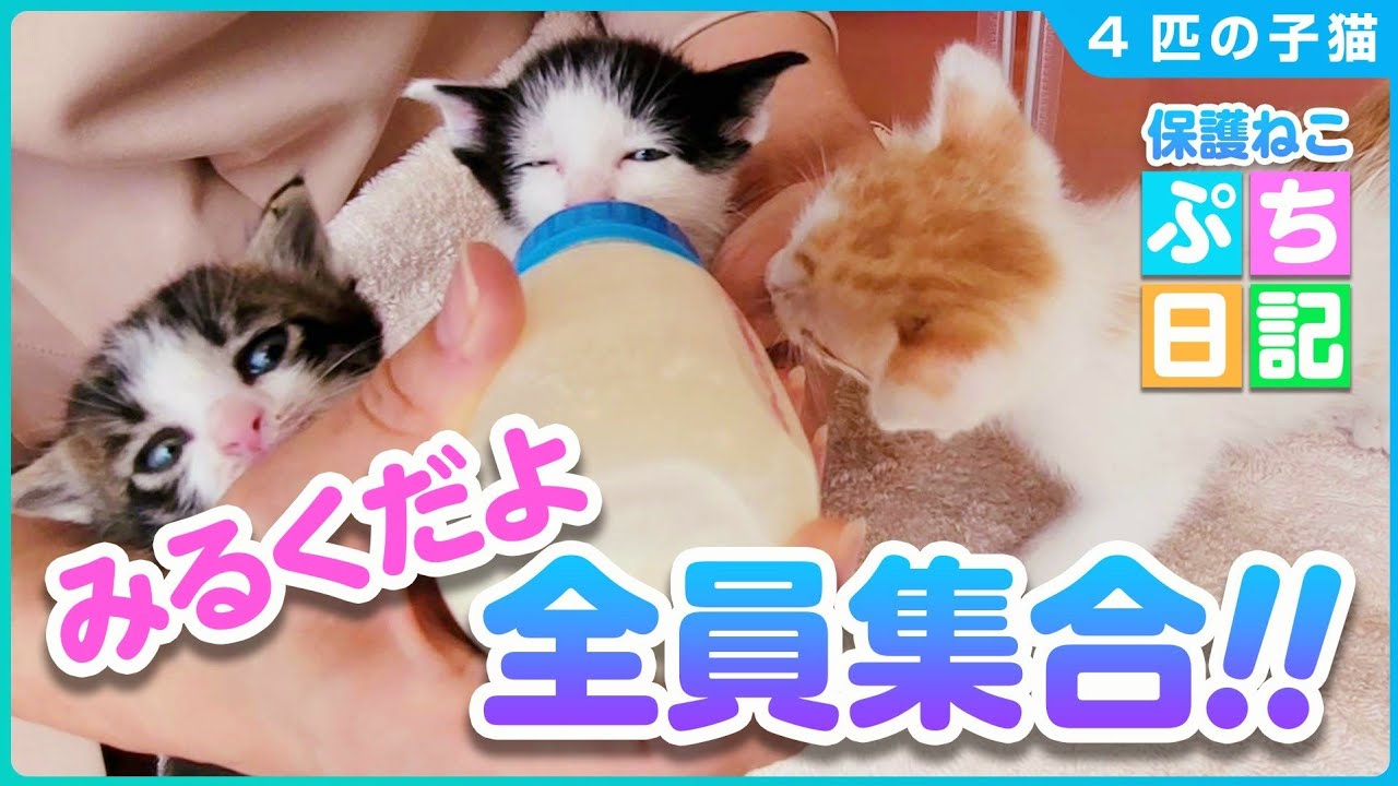 【子猫保護】ミルクに群がるカワイイ子猫たち♪順番待ちする子猫【4匹の子猫①】