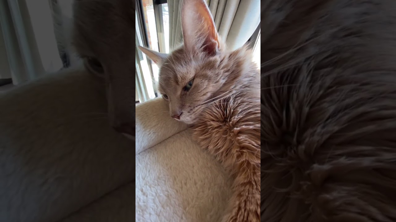 キャットタワーのテッペンで気持ち良さそうにお昼寝💤　#shorts  #ソマリ