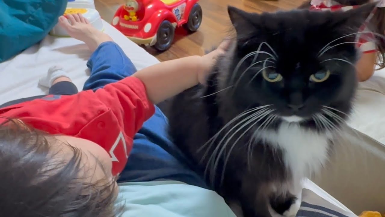 赤ちゃんがいる間は遠慮していた猫　ノルウェージャンフォレストキャットA cat giving up its place to a baby. Norwegian Forest Cat.