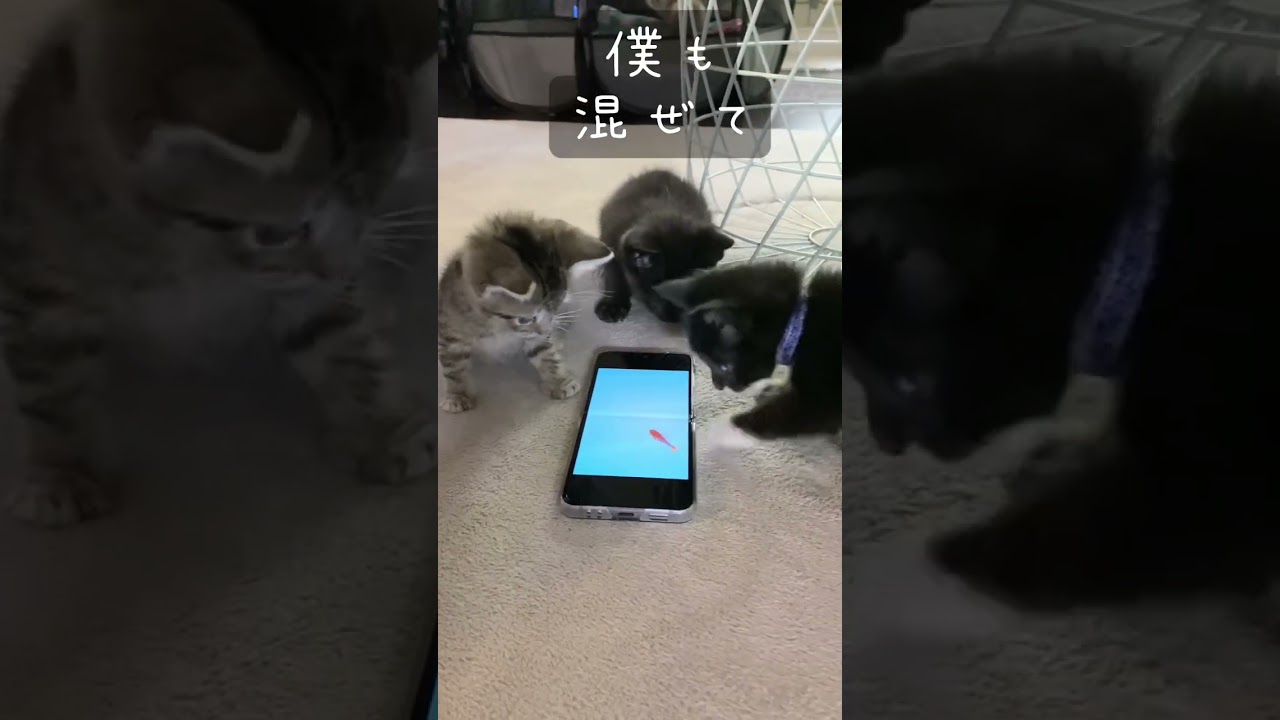 金魚すくいする子猫