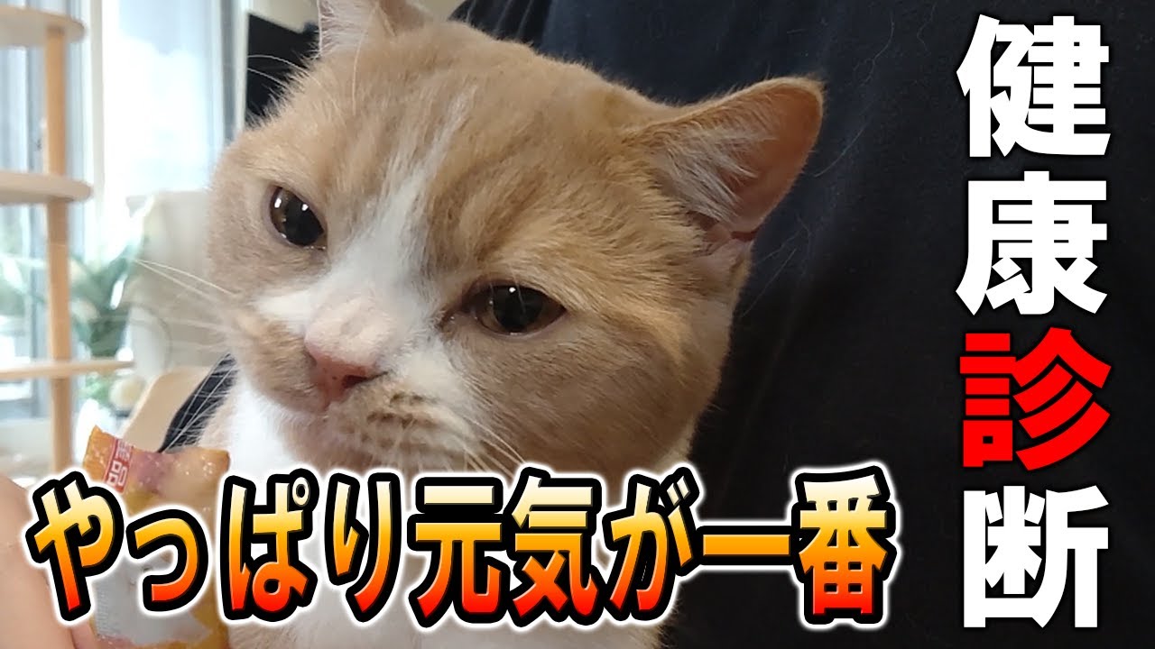 初めて健康診断をやってきた猫がこちらです【スコティッシュフォールド】