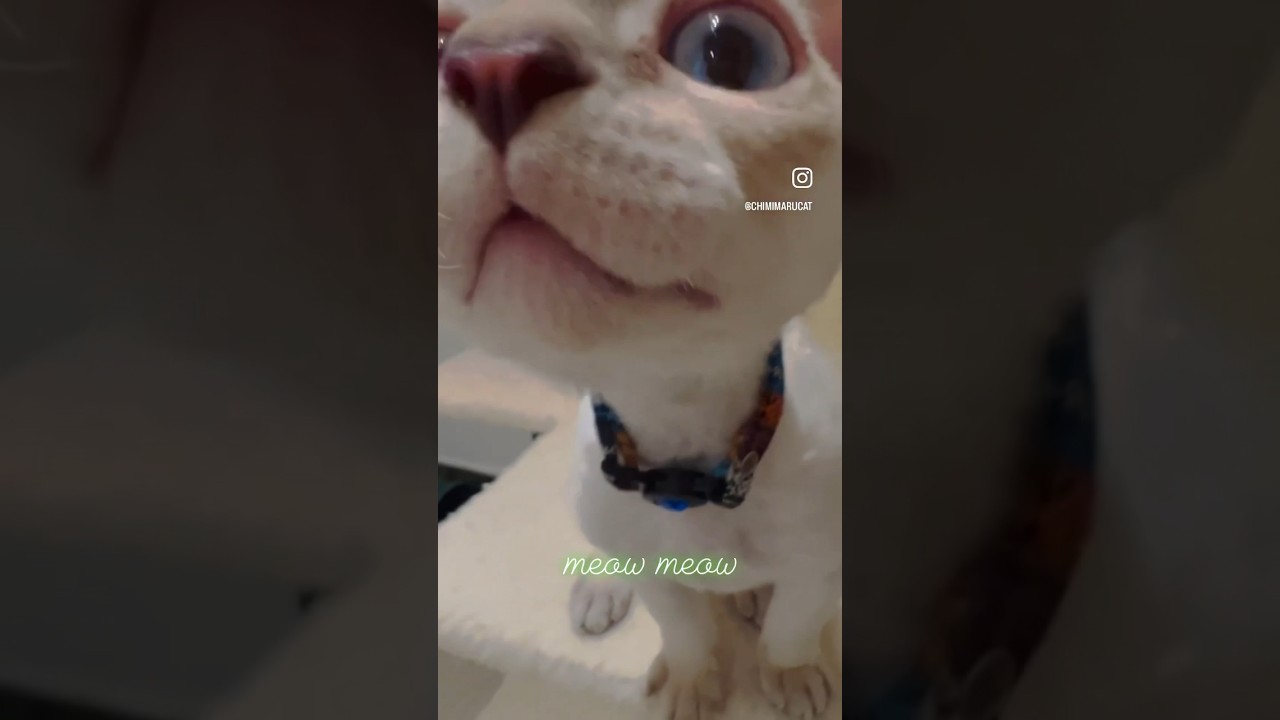 Meowing with Chimimaru😺👩🏻 #devonrex #kitten #デボンレックス#子猫#catmeow #shorts
