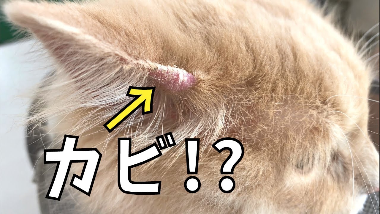 【悲報】愛猫の耳にカビが生えました...【サイベリアン・治療】