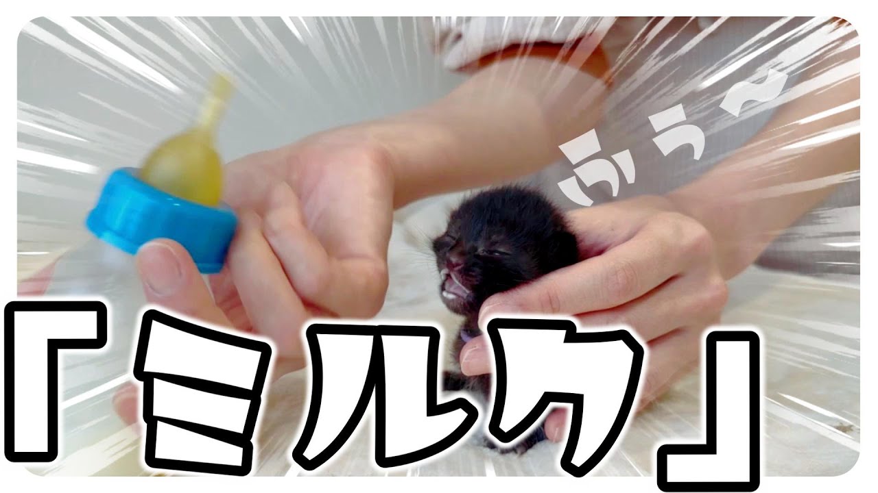 ６子猫はじめての哺乳瓶ミルク【保護猫生活1日目】