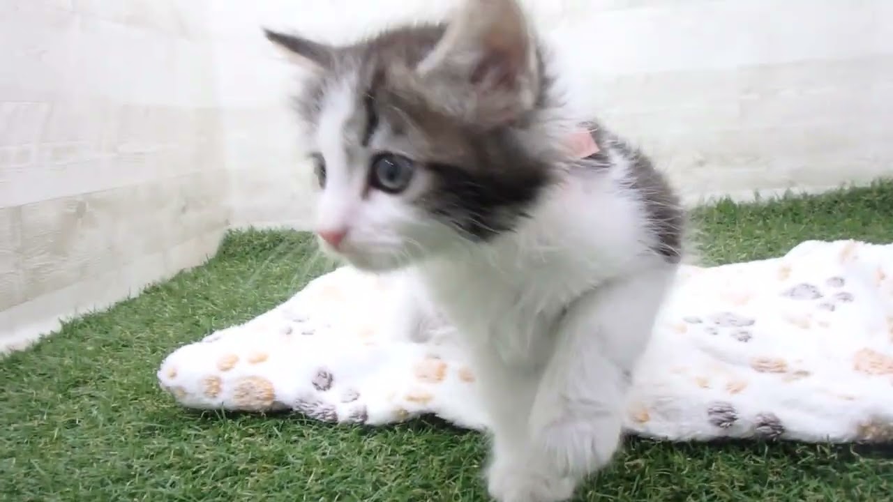 Coo&RIKU　No00634060 ノルウェージャン・フォレストキャット