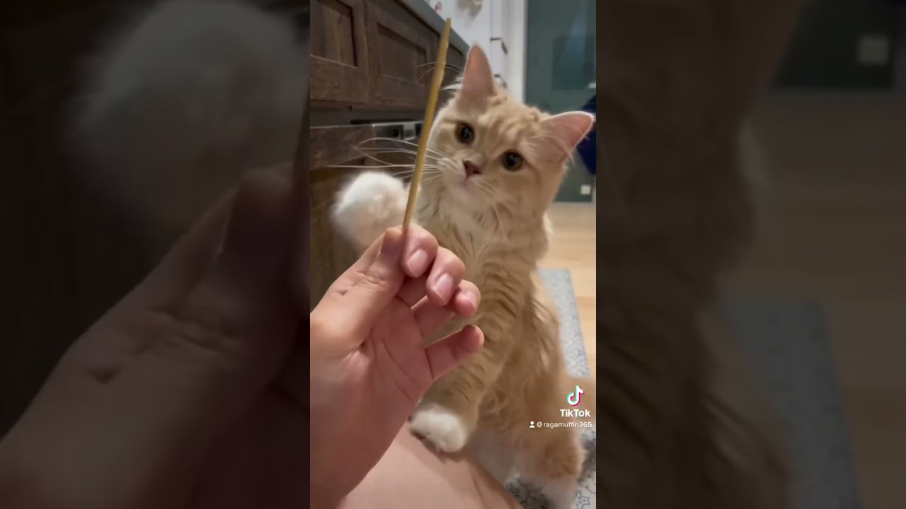 ダンゴの串を欲しがるラガマフィン一家のママ　#ラガマフィン #猫のいる暮らし #猫動画