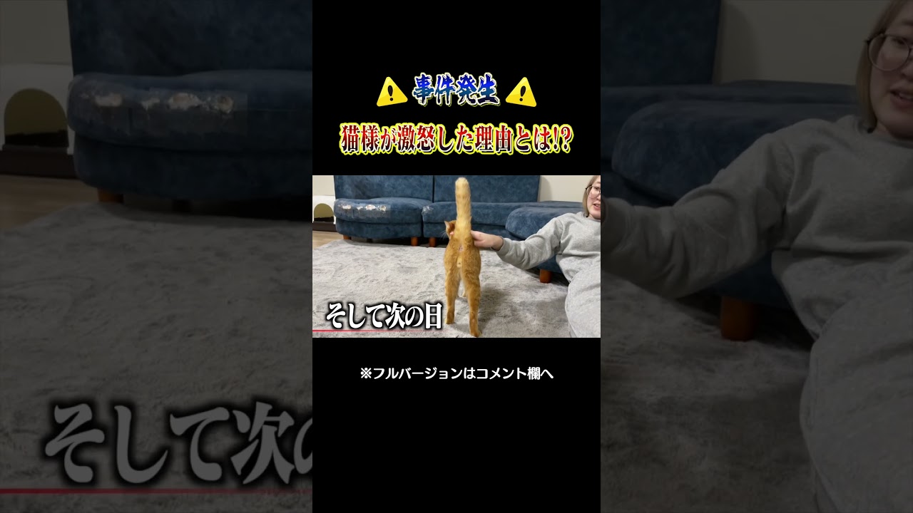 【事件発生!?】愛猫が突如ブチギレ...一体何が？　#shorts