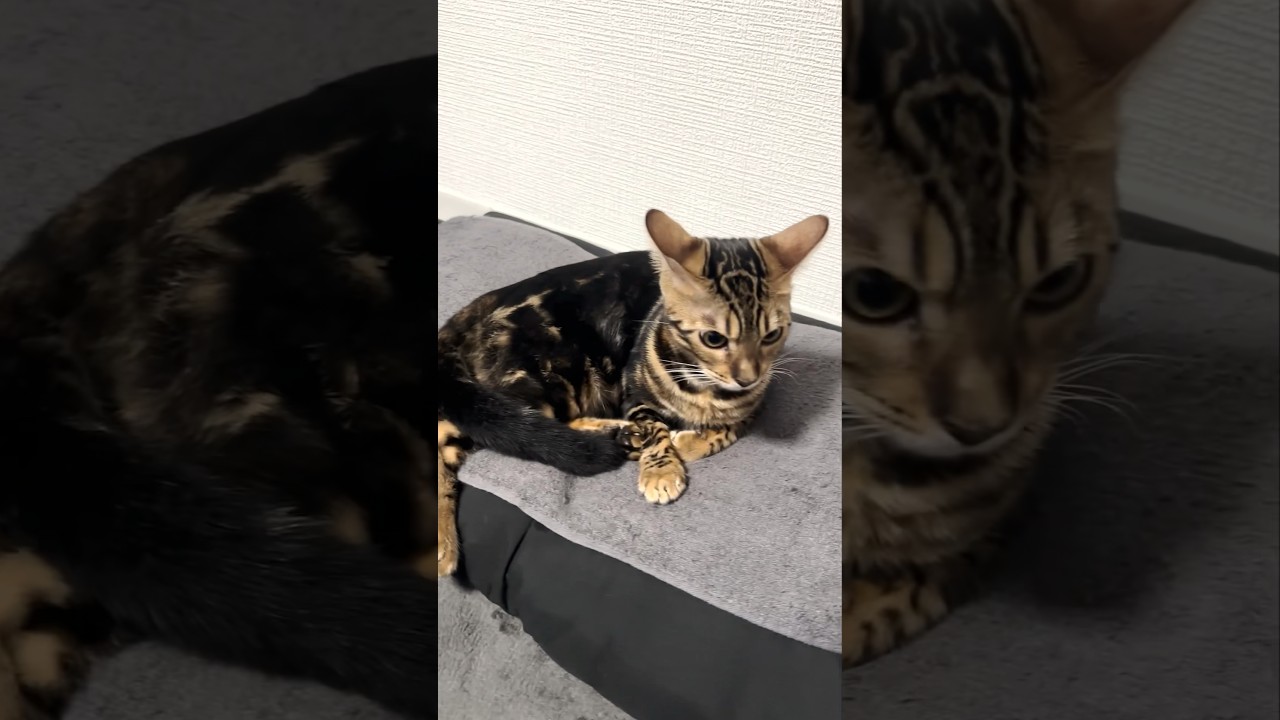 びっくりする子猫 #shorts #cat #ベンガル