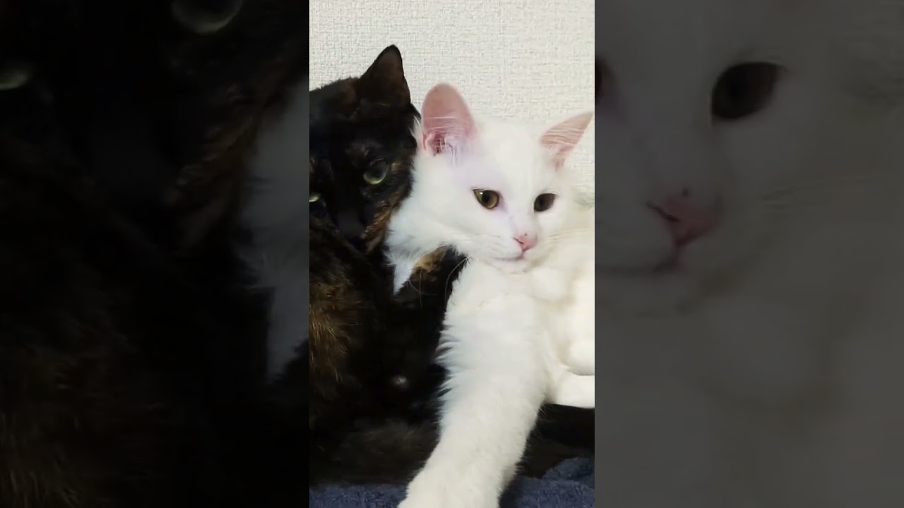 テスト　 #ノルウェージャンフォレストキャット