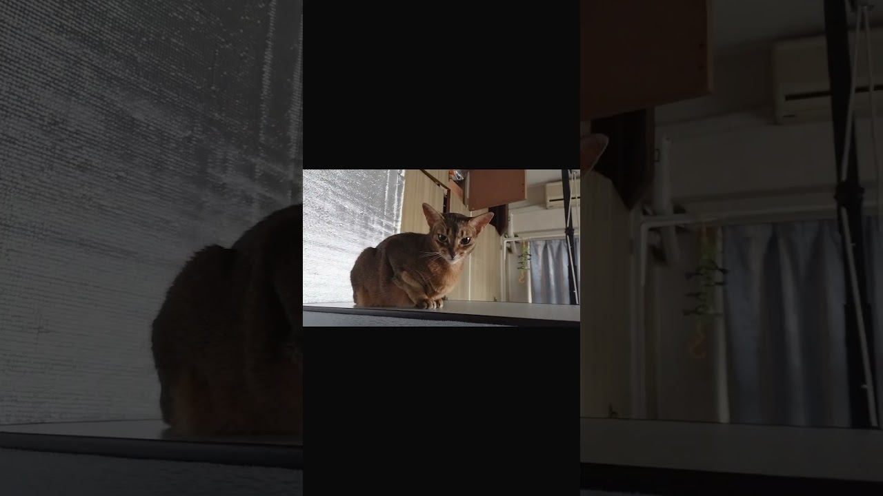 ネコ動画あび＃1410　あびの毎日　アビシニアン　あび