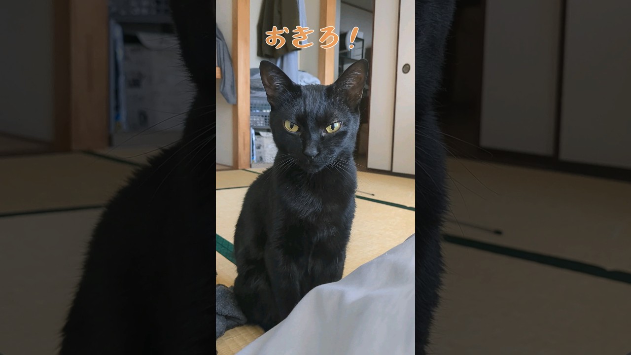 飼い主を起こしに来たけど自分もまだ眠い猫