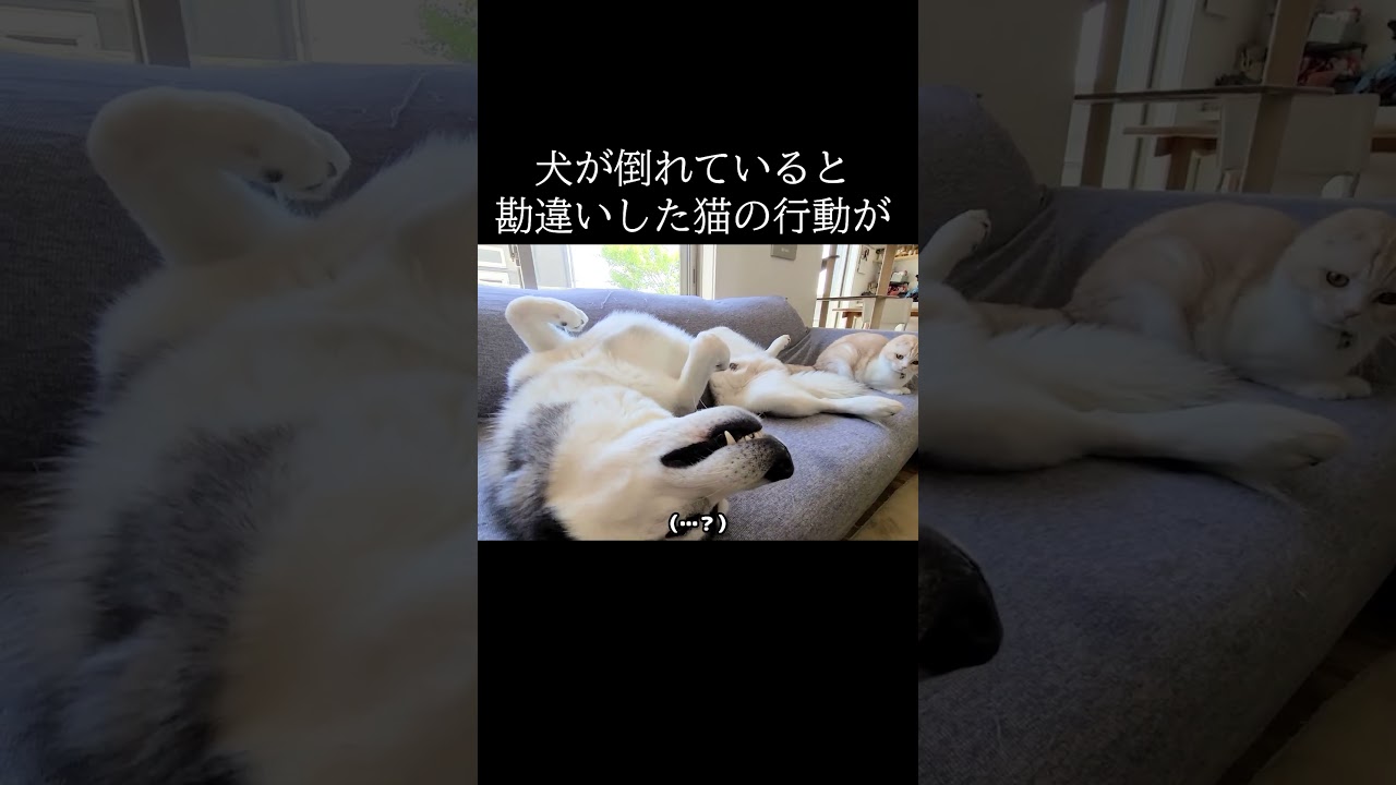 犬が倒れていると勘違いした猫の行動がこちら...#猫