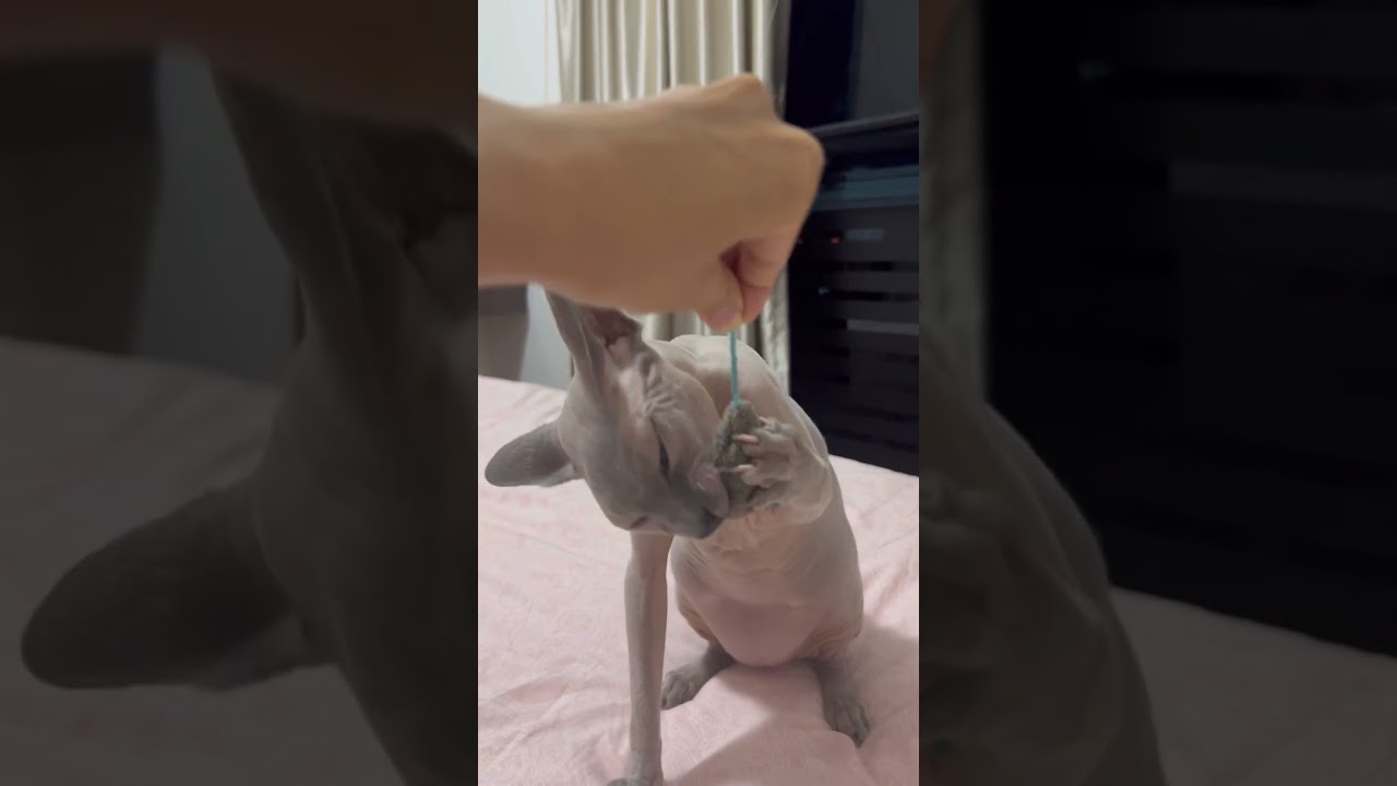 お気に入りのおもちゃで遊び狂う毛のない猫【スフィンクス猫】