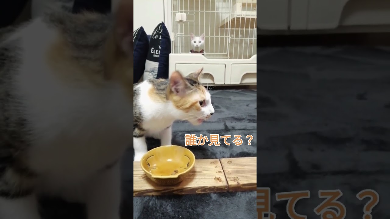 誰か見てる？#shorts #子猫