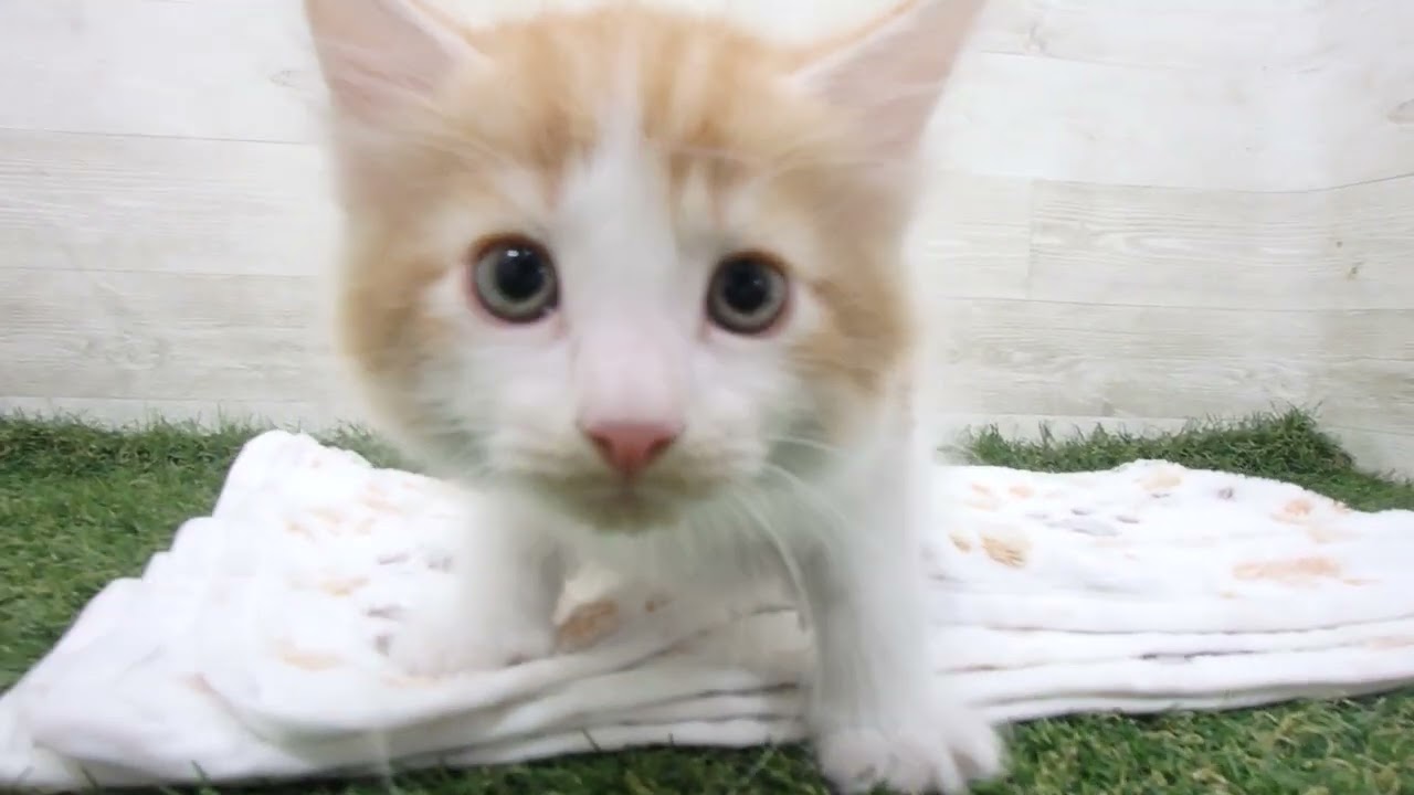 Coo&RIKU　No00634057 ノルウェージャン・フォレストキャット