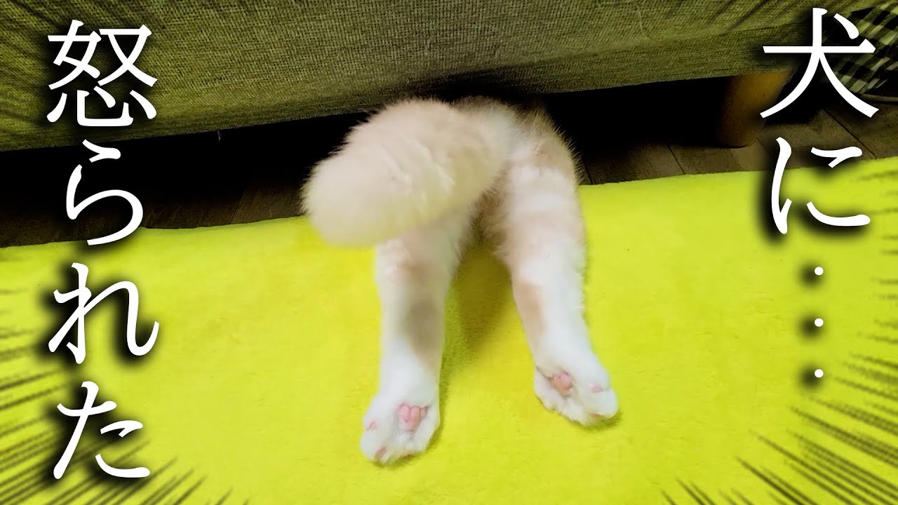 犬のしっぽで遊んでたらついに怒られて猫がこうなっちゃいました...
