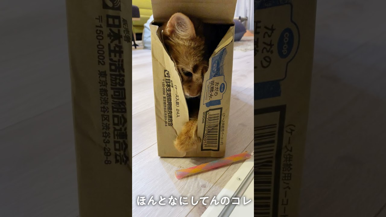 #104　なんでこうなった？ぶち破るソマリ