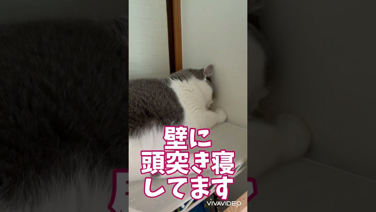 【猫】頭突き寝するブリティッシュショートヘア #shorts　British shorthair with an interesting sleep