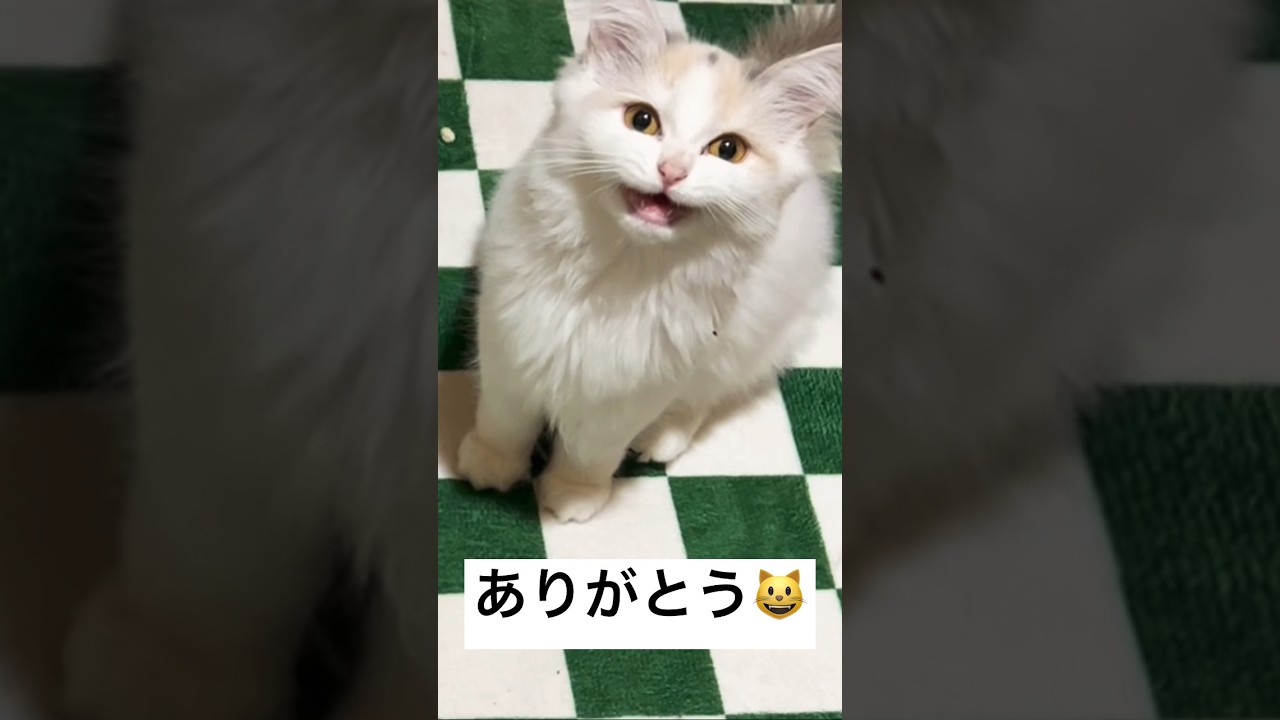 猫に「ありがとう ママ♥️」って言われた😭 #サイベリアン #しゃべる猫 #母の日