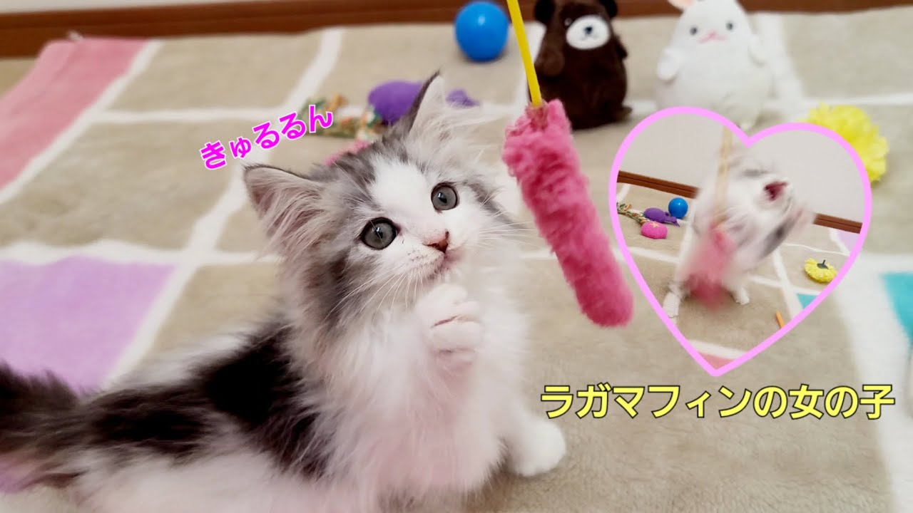 遊ぶの大好き!!ラガマフィンちゃん