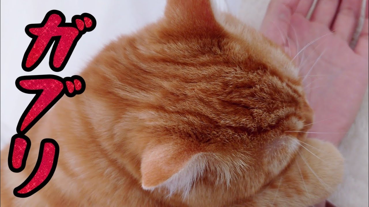 噛みついたあとの子猫の行動が想像の斜め上をいっていた…笑
